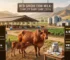 Red Sindhi Cow Milk Per Day